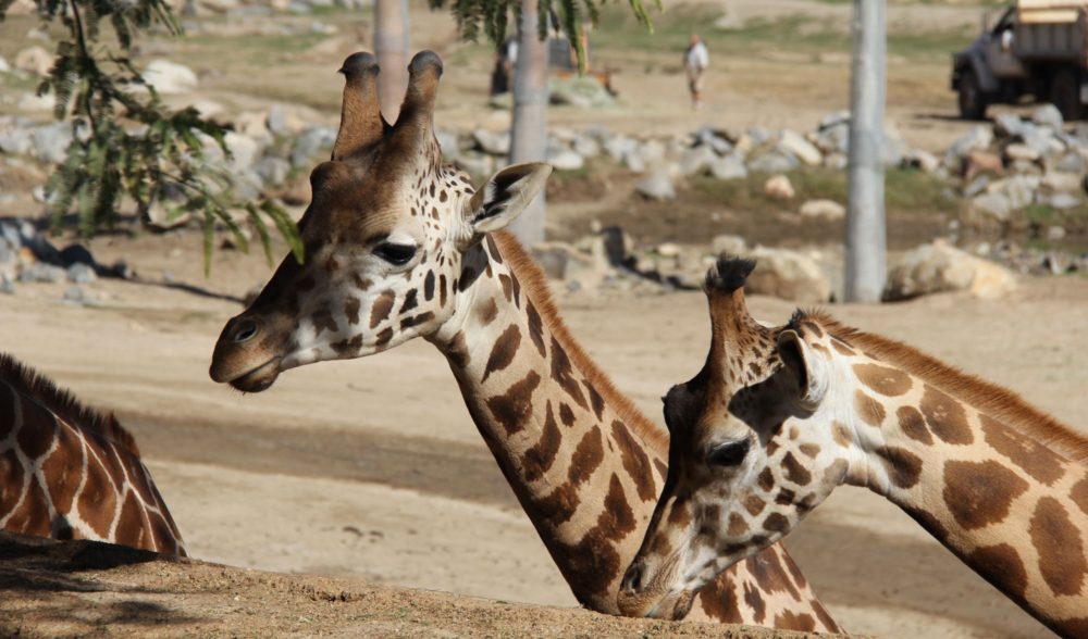 Giraffes at the San Diego Safari Park