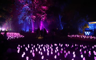 Enchanted: Forest of Light at Descanso Gardens – A Romantic Holiday Date Idea