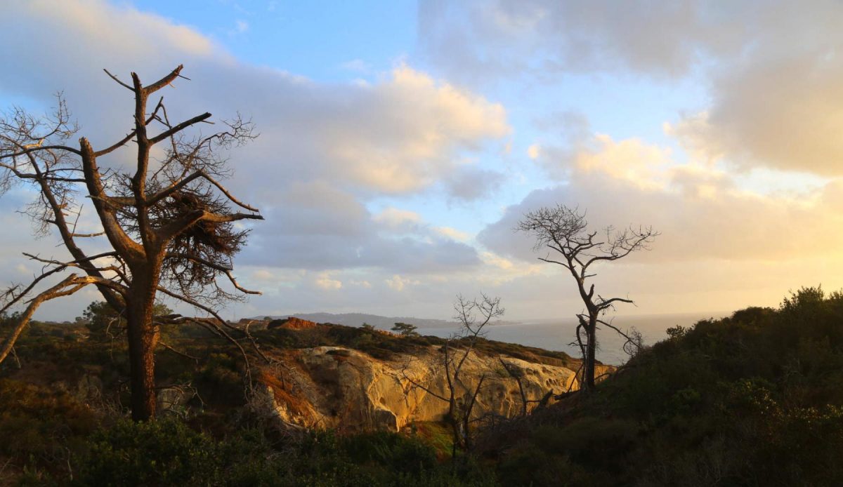 Torrey Pines State Reserve at sunset